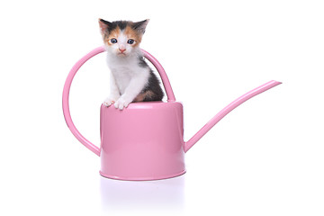 Image showing Cute 3 week old Baby Kitten in a Garden Watering Can