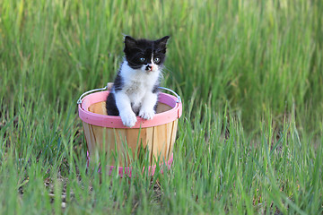 Image showing Kitten Outdoors in Green Tall Grass on a Sunny Day