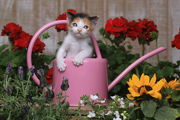 Image showing Cute 3 week old Baby Kitten in a Garden Setting