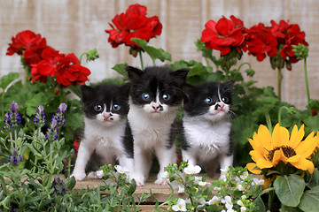 Image showing Cute 3 week old Baby Kittens in a Garden Setting