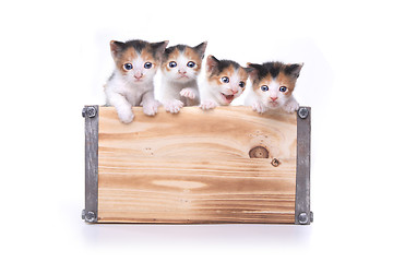 Image showing Cute Box of Kittens Up for Adoption
