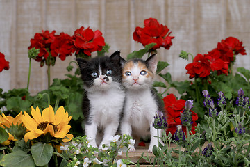 Image showing Cute 3 week old Baby Kittens in a Garden Setting