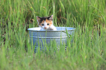 Image showing Kitten Outdoors in Green Tall Grass on a Sunny Day