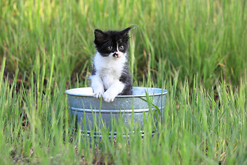 Image showing Kitten Outdoors in Green Tall Grass on a Sunny Day