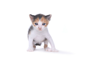 Image showing Cute Three Week Old Calico Kitten on White Background