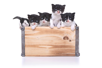 Image showing Cute Box of Kittens Up for Adoption