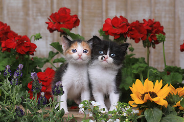 Image showing Cute 3 week old Baby Kittens in a Garden Setting