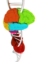 Image showing DNA, brain and heart. 3d illustration. Anaglyph. View with red/c