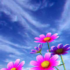Image showing Beautiful Cosmos Flower against the sky. 3D illustration.. Anagl