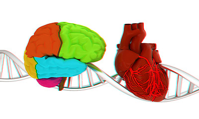 Image showing DNA, brain and heart. 3d illustration. Anaglyph. View with red/c