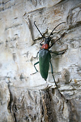 Image showing Brightly colored Longhorn beetle (Leptura) on bark of birch