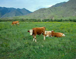 Image showing cows in Altai mountains grazing