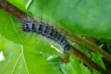 Image showing Lymantria dispar caterpillars move in forest.