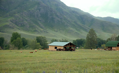 Image showing Horses and cows are in vast of Altai meadows
