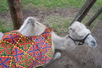 Image showing camel top view lies on grass