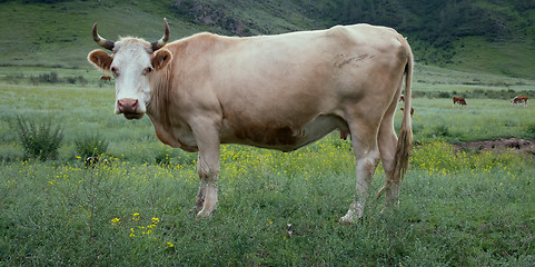 Image showing bull close-up in Altai mountains grazing