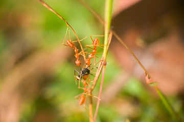 Image showing Three Red ants caught spy of another species and tear it apart.