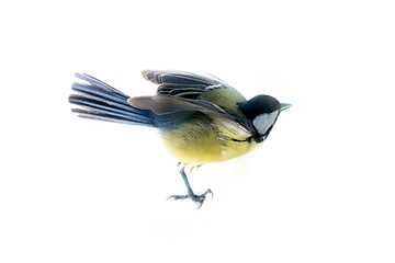 Image showing Instant photography allows you to see oxeye (Great Tit) of air balancer