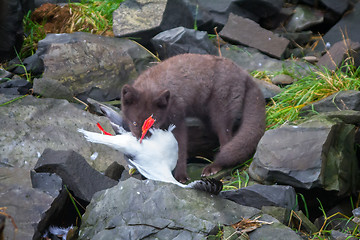 Image showing Blue Fox breaks bird Seagull, caught on rookery