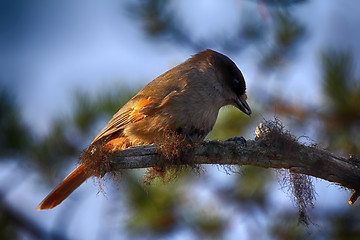 Image showing Great grey Shrike hunting for mice among fallen leaves