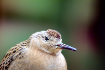 Image showing Weakened bird flight sea and sat on deck of ship.