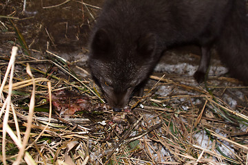 Image showing Blue foxes come at night to devour carcasses of seals