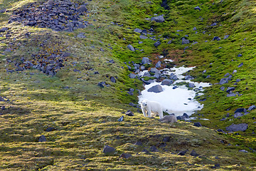 Image showing Family of polar bears on Northbrook island (Franz Josef Land)