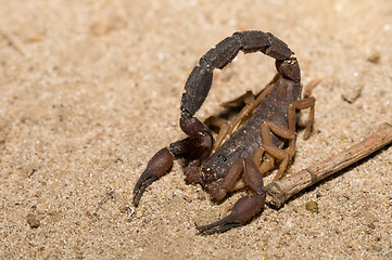 Image showing Scorpions, predatory arachnids Madagascar