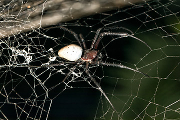 Image showing big white spider Nephilengys livida Madagascar