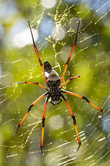 Image showing Golden silk orb-weaver on net Madagascar