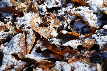 Image showing Frosted Leaves