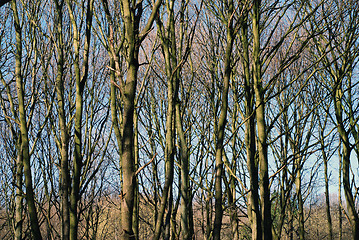 Image showing Bare Winter Trees