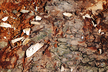 Image showing Bark Texture Close-Up