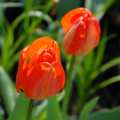 Image showing Tulips