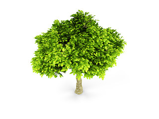 Image showing lone green tree isolated on white