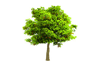 Image showing lone green tree isolated on white