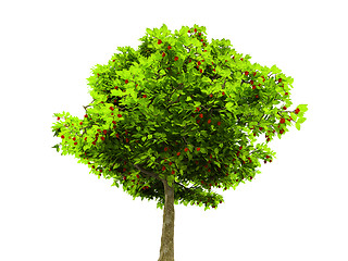 Image showing lone green tree isolated on white