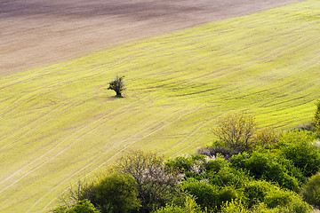 Image showing Spring fields