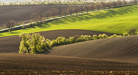 Image showing Spring landscape with field