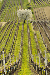 Image showing Vineyards in spring