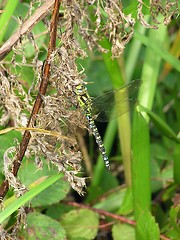 Image showing Dragonfly