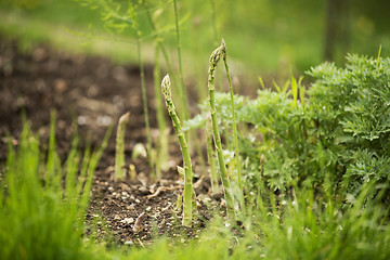 Image showing Asparagus