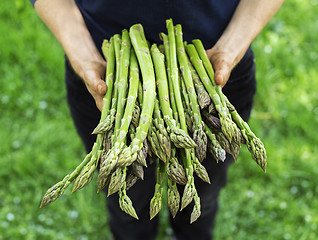 Image showing Asparagus