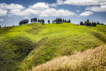 Image showing typical landscape in north New Zealand