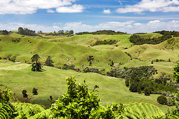Image showing typical landscape in north New Zealand