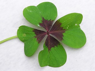 Image showing Four Leaf Clover 2