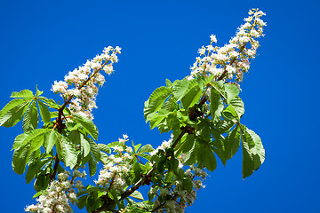 Image showing chestnut blossom