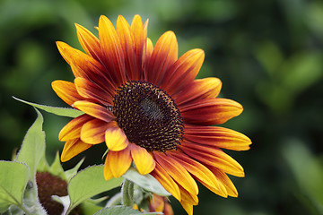 Image showing Beautiful sunflower blooming summer