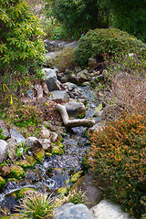 Image showing Spring brook in Botanical garden