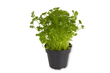 Image showing Fresh Parsley in pot